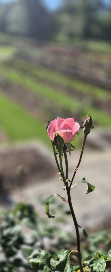 Janina's original, untouched photograph of a pink rose in a garden